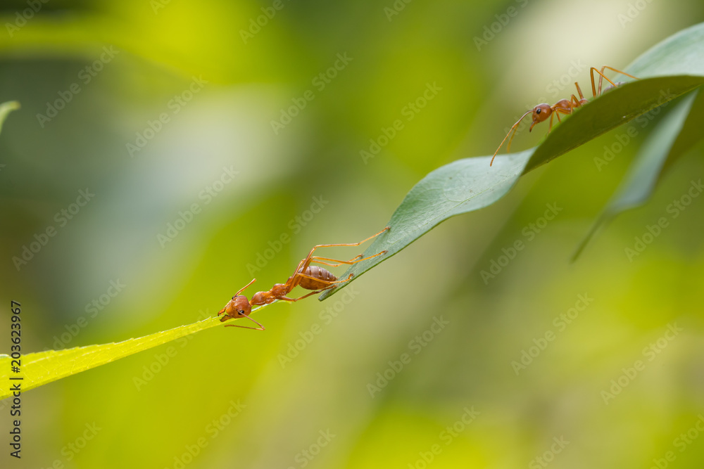 Ant action standing.Ant bridge unity team,Concept team work together Ant action standing.Ant bridge unity team,Concept team work together