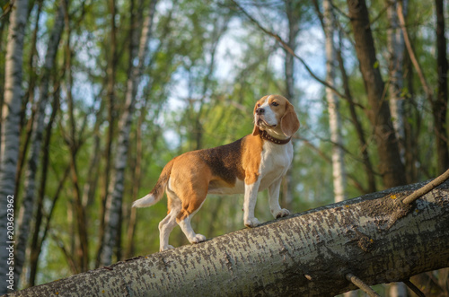 Beagle for a walk in the spring Park