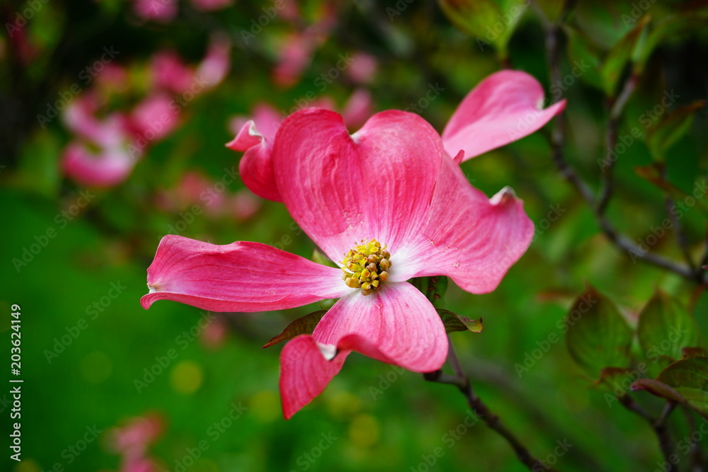 (Cornus florida)dogwood blooming in the shade of pink. Selective focus
(Cornus florida)dogwood blooming in the shade of pink. Selective focus