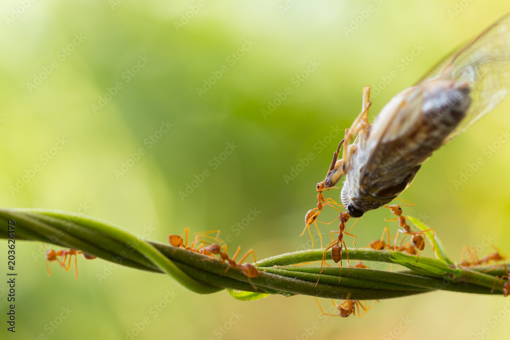 Ant action standing and carrying food.Ant bridge unity team Ant action standing and carrying food.Ant bridge unity team