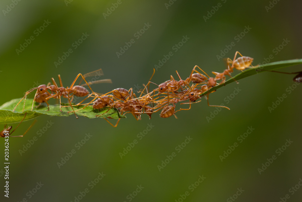 Ant action standing.Ant bridge unity team,Concept team work together Ant action standing.Ant bridge unity team,Concept team work together