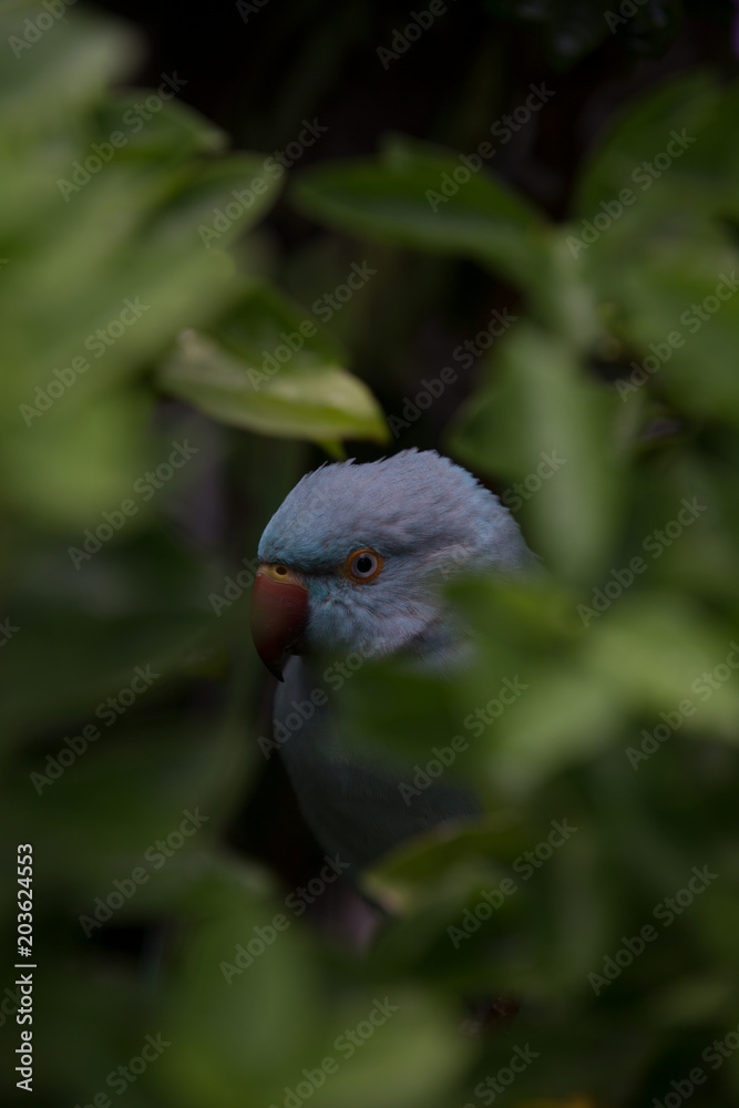 Fototapeta premium Cheeky parrot hiding in bush