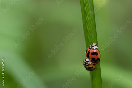 Natural background love making ladybugs couple on green background. Valentine background.