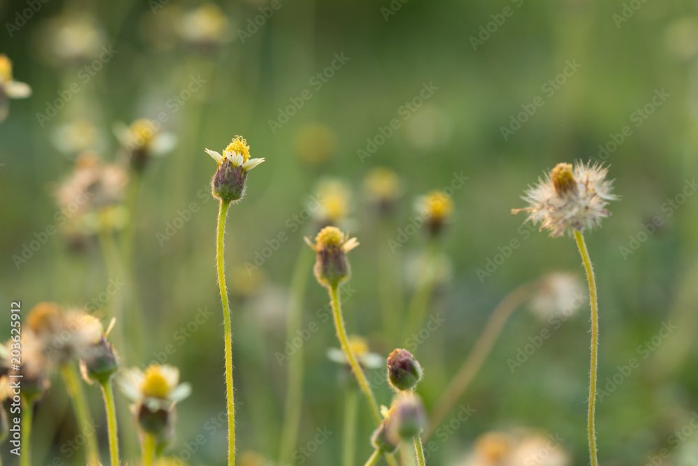flowers grass design for natural background flowers grass design for natural background