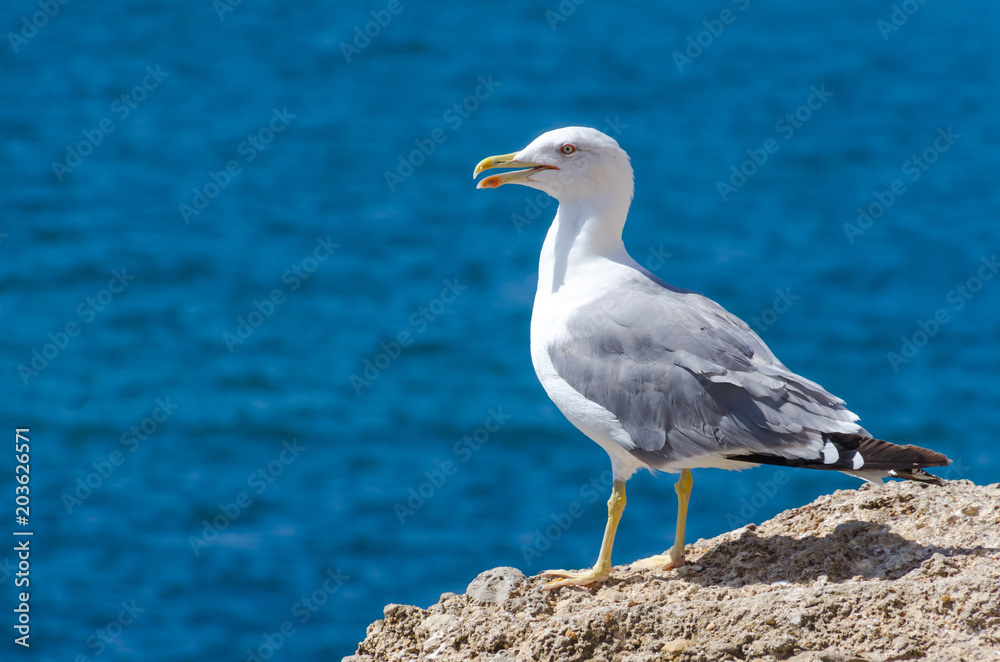 seagull standing on the rocks of the coast seagull standing on the rocks of the coast