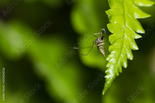 Aedes aegypti Mosquito. Close up a Mosquito on leaf, photo