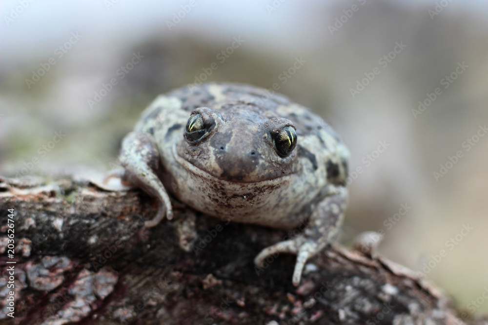 Obraz premium toad is heated in the spring sun