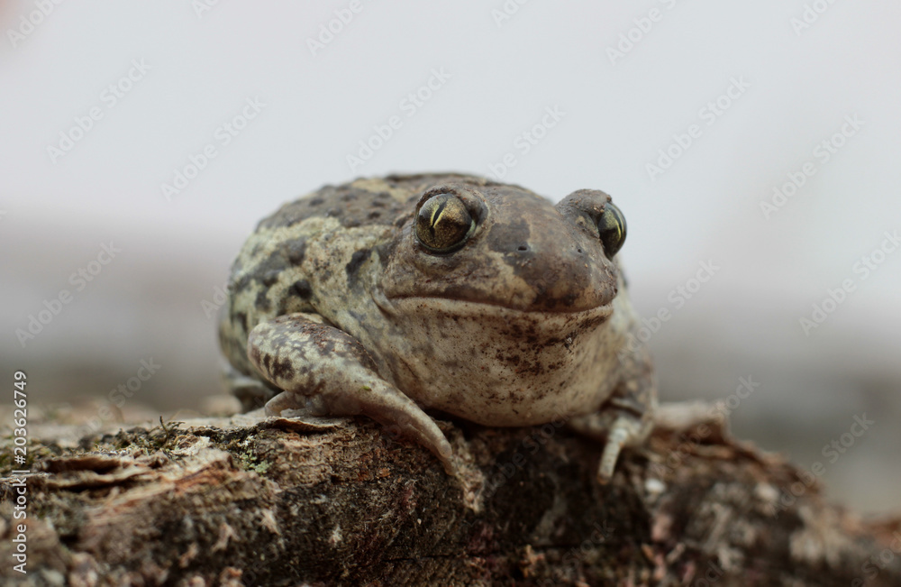 Obraz premium toad is heated in the spring sun