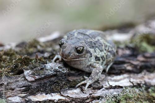 toad is heated in the spring sun