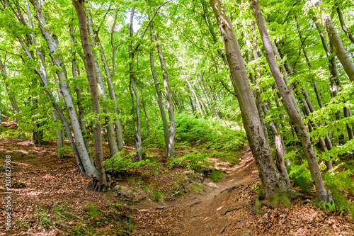 Green nature woods forest park