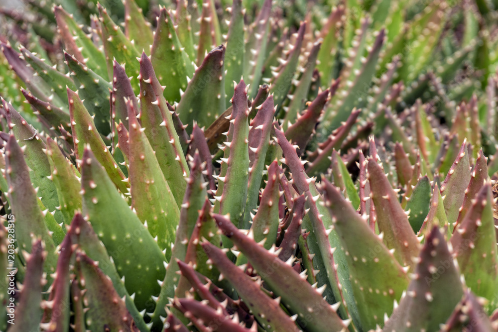 Close up of aloe vera plant Close up of aloe vera plant