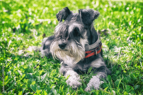 black and silver miniature schnauzer dog laying on the green grass in a sunny day © elen31