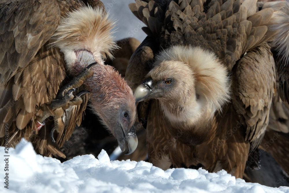 Fototapeta premium Griffon Vultures in Winter Landscape, into the Mountains