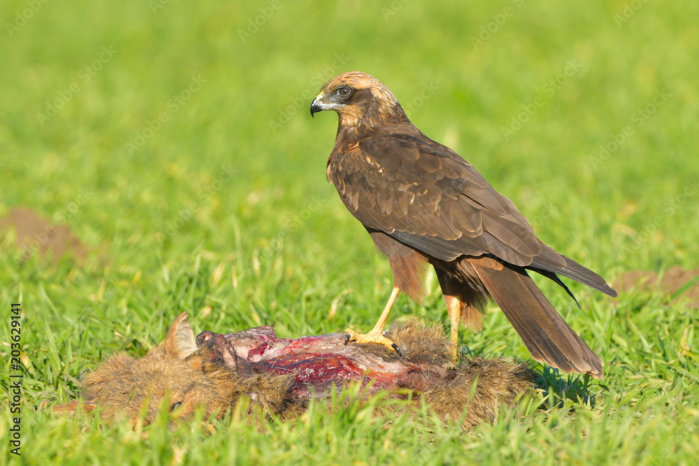 Marsh harrier (Circus aeruginosus) Marsh harrier (Circus aeruginosus)