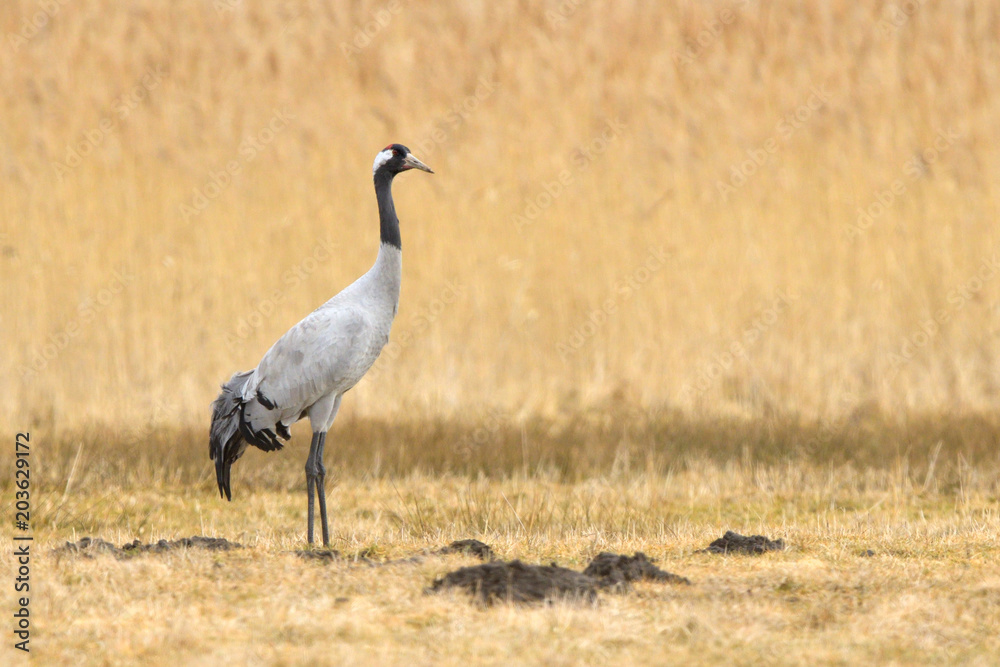 Fototapeta premium Common Crane, on the field, in autumn