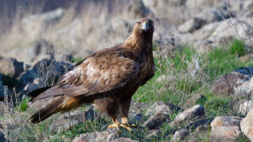 Golden Eagle Sitting on a Rock © Iliuta