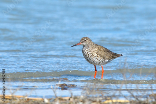 Common Redshank in shallow water