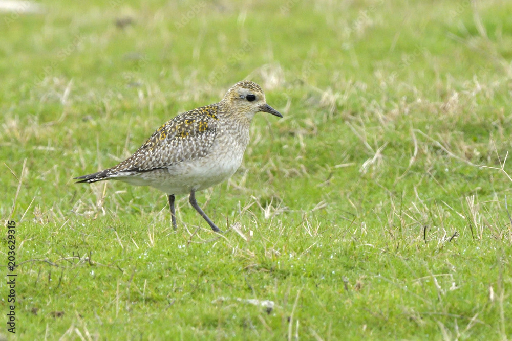 European Golden Plover on a field European Golden Plover on a field