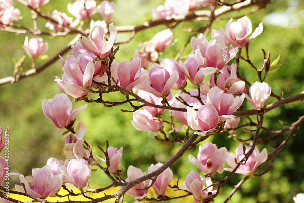 Beautiful branches of magnolia x soulangeana with the characteristic ...