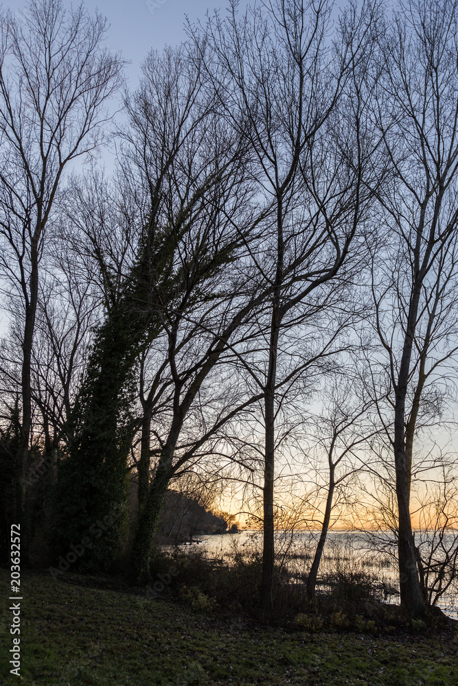 Bare, naked trees silhouettes at sunset on Trasimeno lake shore (Umbria, Italy)