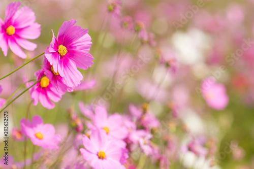 Cosmos flower  beautiful cosmos flowers with color filters and noon day sun