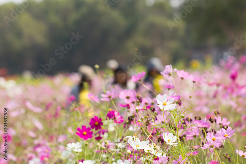 Cosmos flower, beautiful cosmos flowers with color filters and noon day sun