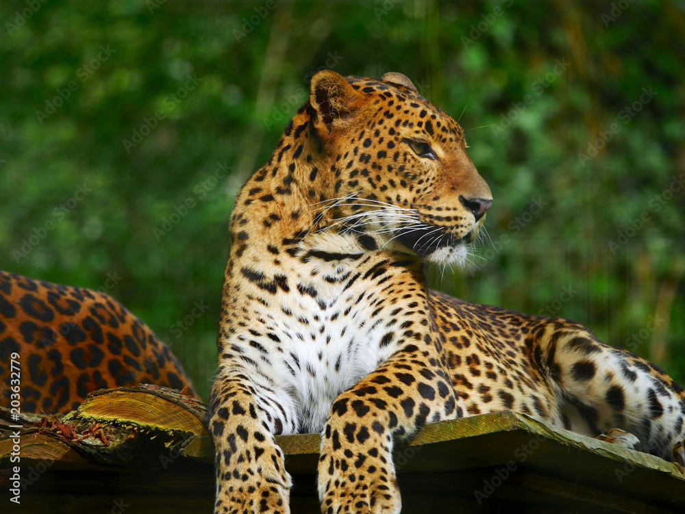 Obraz premium Léopard