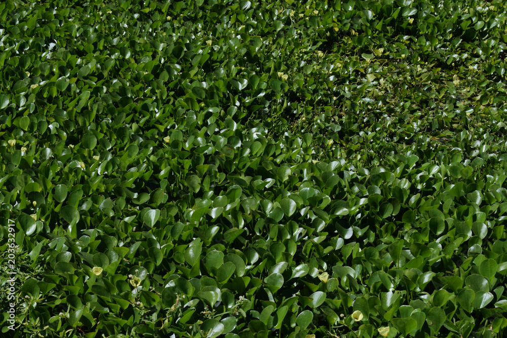 swamp, hot summer day landscape swamps, different backgrounds swamp, hot summer day landscape swamps, different backgrounds
