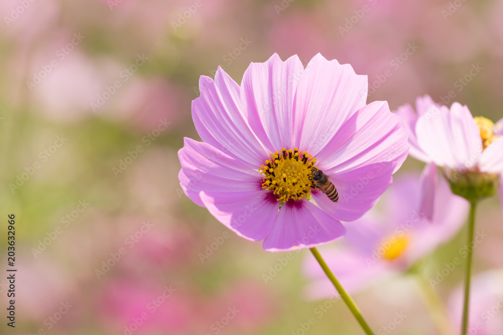 Bee collects pollen from pink flowers cosmos in the garden Bee collects pollen from pink flowers cosmos in the garden
