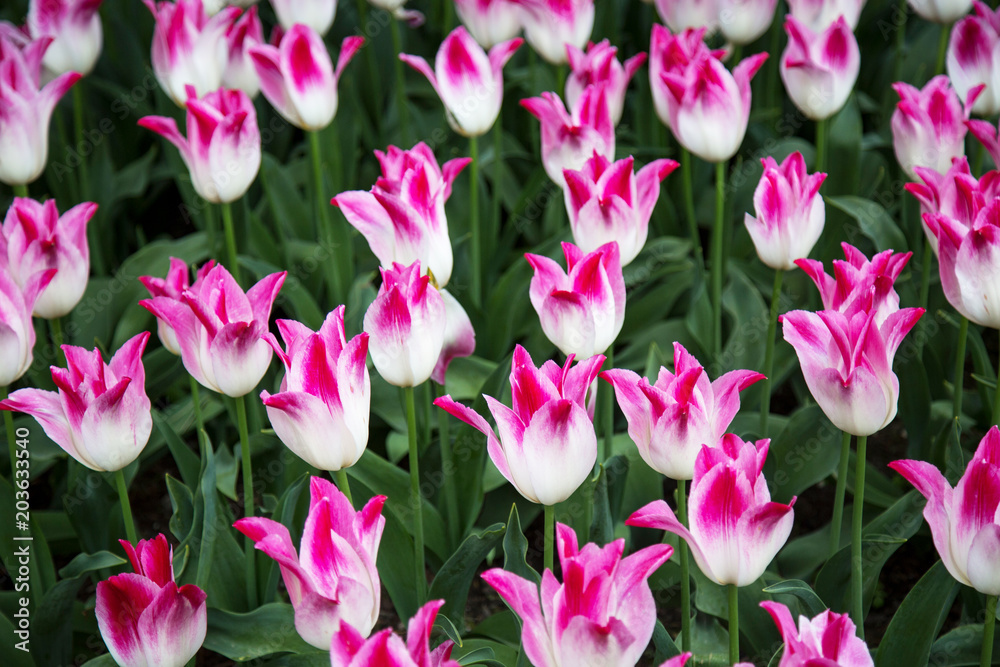 Pink and White Tulip Field Pink and White Tulip Field
