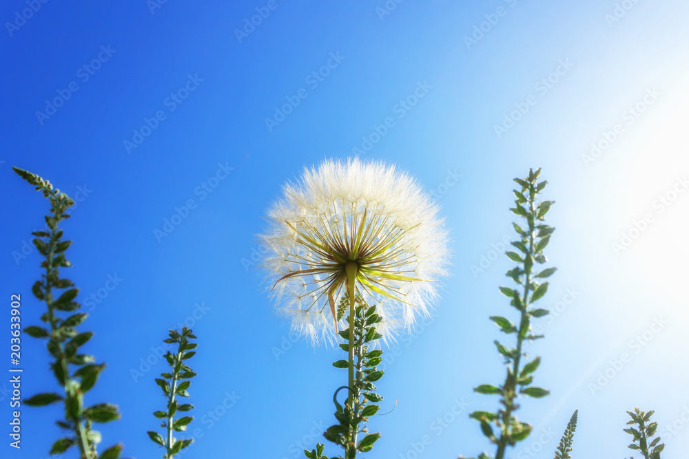 Delicate dandelion with seeds on background of bright blue sky.