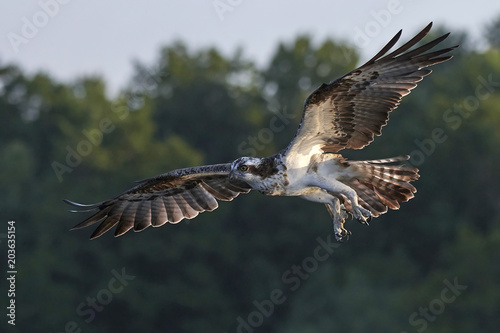 Osprey (Pandion haliaetus) © dennisjacobsen