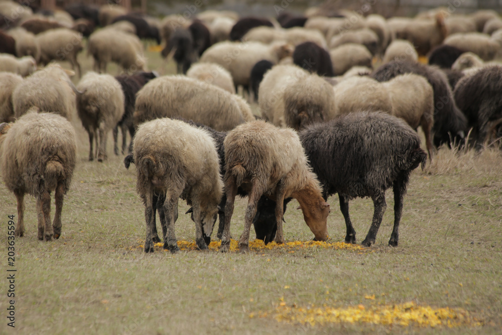 Obraz premium sheep