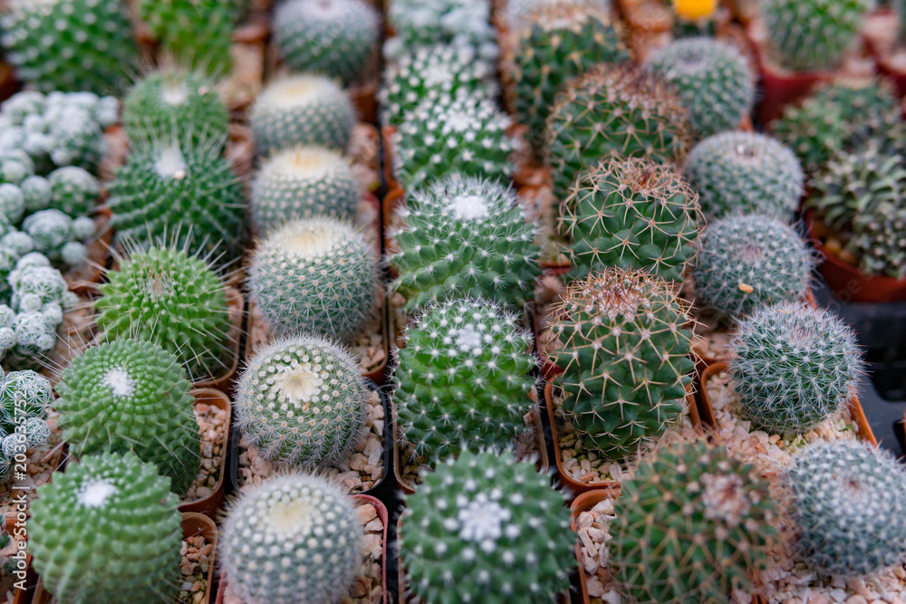 Group of cactus in a pot Group of cactus in a pot
