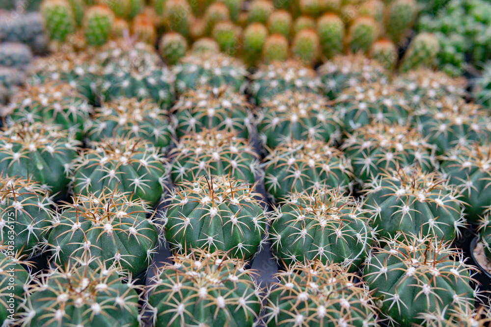Obraz premium Group of cactus in a pot