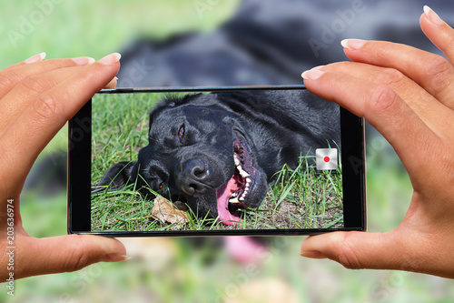 Woman with mobile phone photos dog.