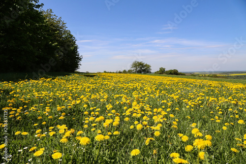 Summer Landscape / Field of dandelions
