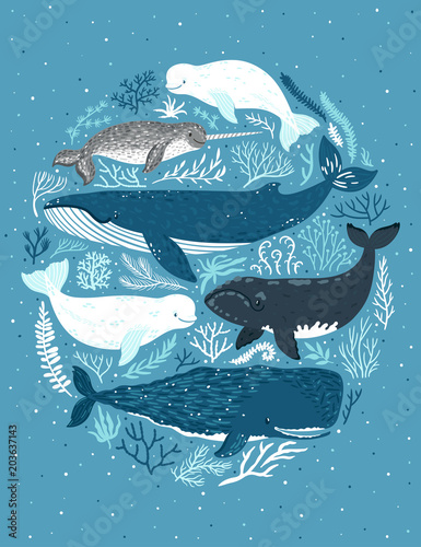 Vector set of whales. Illustration of marine mammals: narwhal, blue whale, beluga whale, white whale and sperm whale. Childish poster with sea animals ans seaweed.
