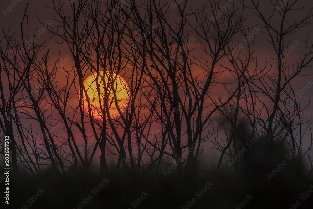 silhouette trees on mountain in spooky sunset sky atmosphere. silhouette trees on mountain in spooky sunset sky atmosphere.
