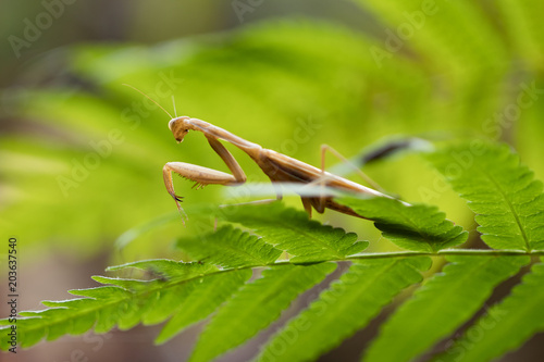 European Mantis or Praying Mantis, Mantis religiosa, on leaf