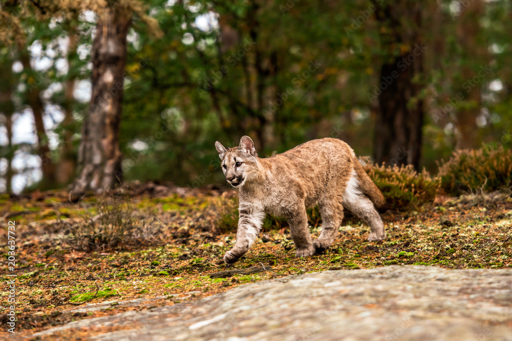 Obraz premium An endangered Florida PantherCougar(Puma concolor)