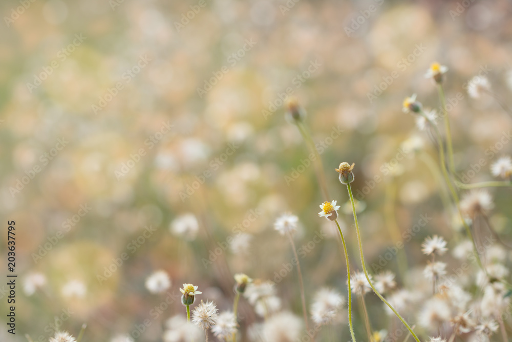blurred flowers grass  design for background