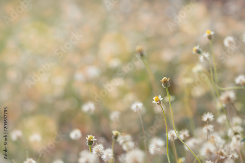 blurred flowers grass design for background