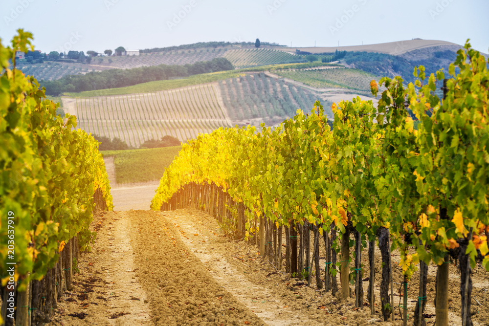 Vineyard landscape in Tuscany, Italy. - obrazy, fototapety, plakaty 