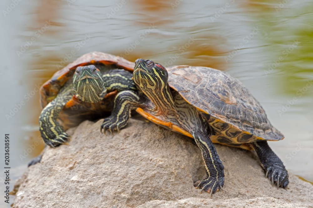 tortoises on a stone tortoises on a stone