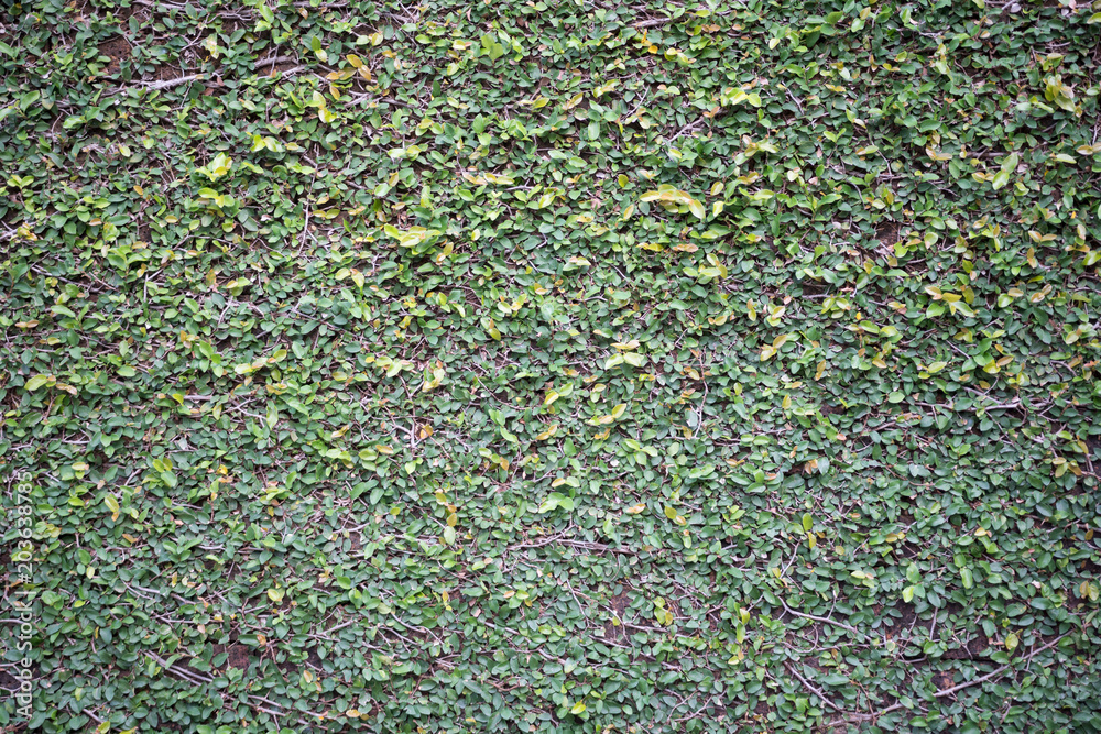 Obraz premium Green leaf background