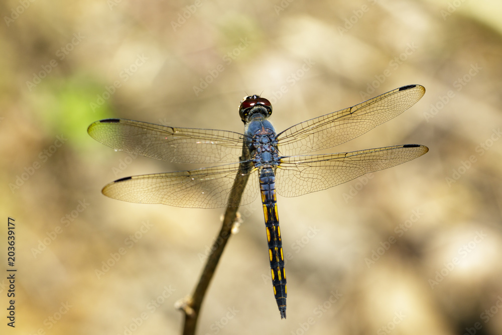 Image of Blue Chaser dragonfly(Potamarcha congner) on a branch on nature background. Insect. Animal Image of Blue Chaser dragonfly(Potamarcha congner) on a branch on nature background. Insect. Animal