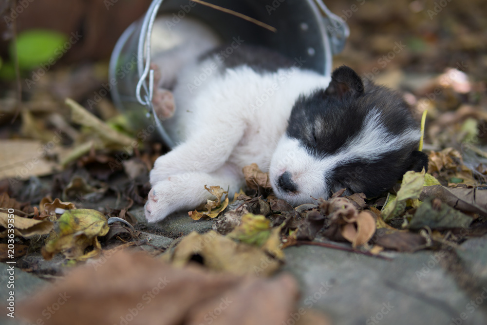 Thai Bangkaew puppy dog outdoors playing and sleeping