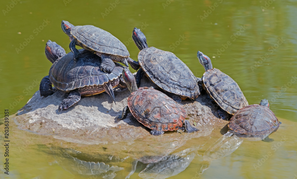Obraz premium tortoises on a stone