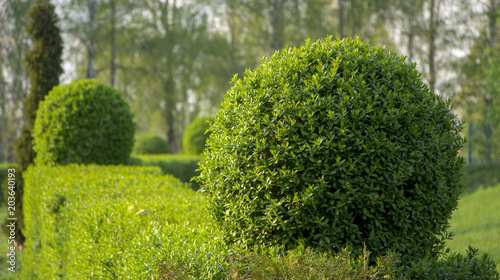 Принти на полотні Wild Privet Ligustrum hedge nature texture A sample of topiary art